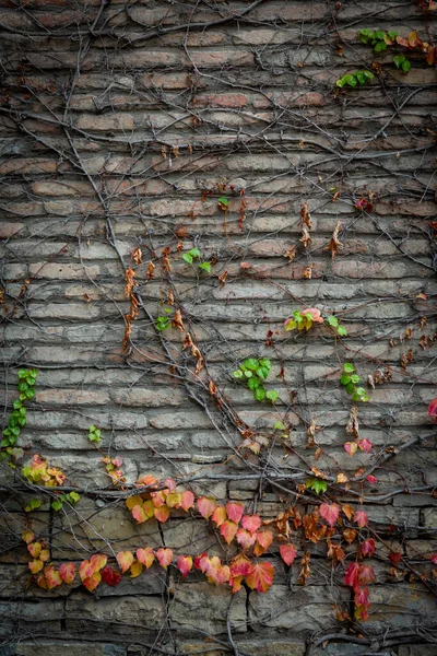 Fundo vermelho de textura antiga parede de tijolo vintage. Vista de perto de uma parede de tijolo de pedra com uvas enroladas na parede. Folhas de uvas vermelhas e verdes, hera. Fotografia vertical. — Fotografia de Stock