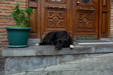 Girişin merdivenlerinde beyaz pençeli büyük siyah bir köpek yatıyor. Üzgün görünüyor. Terk edilmiş bir köpeğin portresi. Tiflis sokaklarında evsiz köpekler. Sterilize edilmiş ve parçalanmış köpekler..
