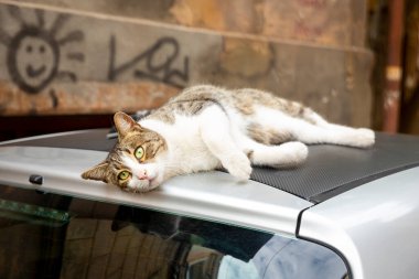 Beyaz göğüslü, pençeli ve gri benekli komik bir kedi arabanın çatısında yatıyor. Vahşi bir kedinin portresi. Tiflis sokaklarında evsiz kediler. 
