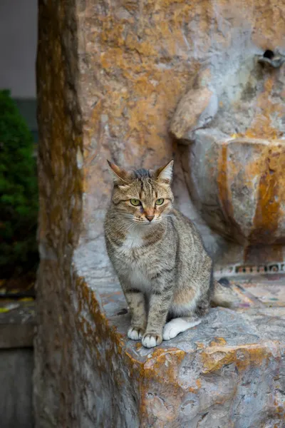 Gato brindle cinza engraçado no fundo de uma antiga fonte de água de mármore vermelho. Retrato de um gato selvagem. Gatos sem-abrigo nas ruas de Tbilisi. O gato está sentado.. — Fotografia de Stock