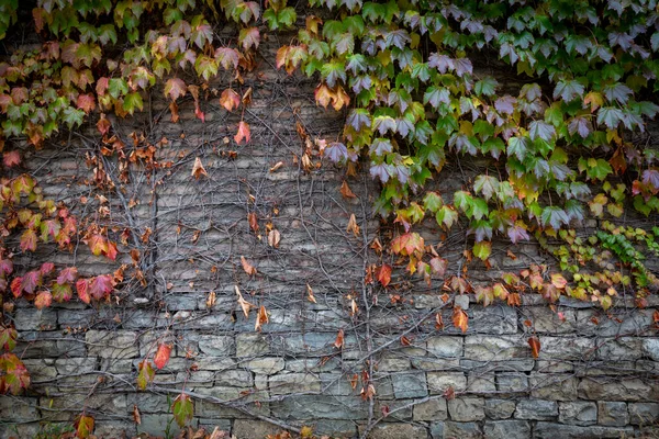 Sfondo rosso della vecchia texture muro di mattoni vintage. Vista da vicino di un muro di mattoni in pietra con uva arricciatura sul muro. Foglie rosse e verdi di uva, edera. — Foto Stock