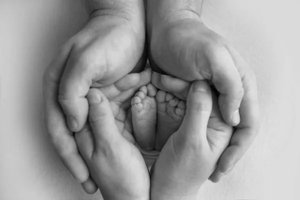 Egy újszülött lába, lábujja, lába és sarka. Szülők kezével, apa, anya gyengéden fogja a gyerekek lábát. Makro fotózás, közelkép. Fekete-fehér fénykép. — Stock Fotó
