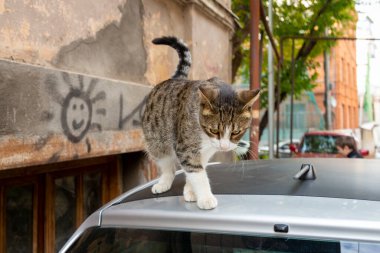 Beyaz göğsü, pençeleri ve gri benekli arkası olan komik bir kedi arabanın çatısında yürüyor. Vahşi bir kedinin portresi. Tiflis sokaklarında evsiz kediler.