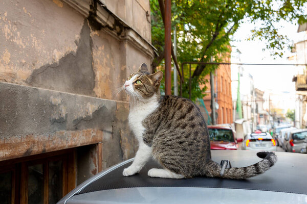A funny cat with a white chest and paws. Homeless cats on the streets of Tbilisi