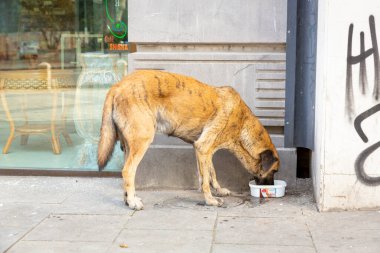 Büyük bir sokak köpeği dükkan penceresinin yakınındaki bir köpek kasesinden su içer. Terk edilmiş bir köpeğin portresi. Tiflis sokaklarında evsiz köpekler. Sterilize edilmiş ve parçalanmış köpekler..