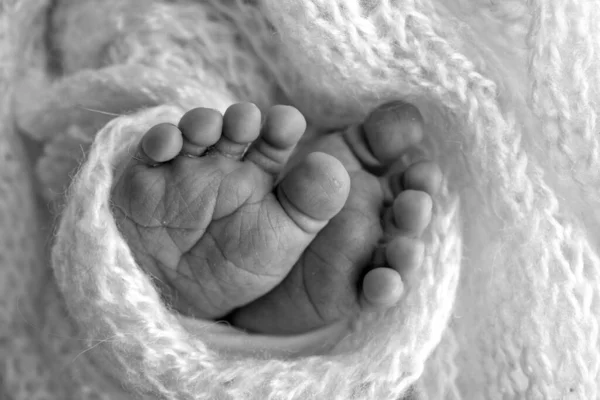 Malá noha novorozence. Měkké nohy novorozence v přikrývce. Detailní záběr nohou, podpatků a nohou novorozence. Studio Makro fotografie. Ženské štěstí. Fotografie, koncepce. Černá a bílá. — Stock fotografie