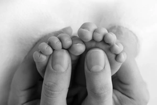 Οι παλάμες του πατέρα, η μητέρα κρατούν το πόδι του νεογέννητου μωρού. Τα πόδια του νεογέννητου στις παλάμες των γονιών. Φωτογραφία στούντιο με παιδικά δάχτυλα, τακούνια και πόδια. Μαύρο και άσπρο. — Φωτογραφία Αρχείου