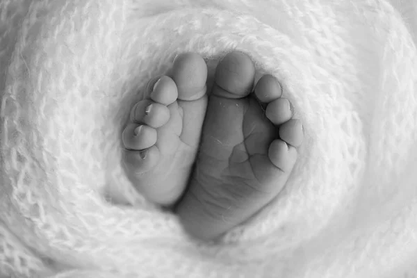 갓난 아기의 작은 발. 담요 속의 신생아의 부드러운 발. 갓 태어난 아기의 발가락, 발뒤꿈치, 발을 감싼다. 스튜디오 매크로 사진. 여성의 행복. 사진, 컨셉. 흑백. — 스톡 사진