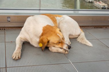 Uyuyan köpek. Tiflis sokaklarında evsiz köpekler. Sterilize edilmiş, yontulmuş köpekler..