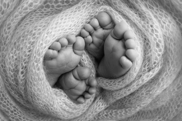Feet of newborn twins. Two pairs of baby feet in a knitted blanket. Close up - toes, heels and feet of a newborn. Newborn brothers, sisters. Studio macro photography. Black and white photography.