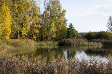Autumn forest behind the lake. Sky with sun and white clouds. Red-green forest.