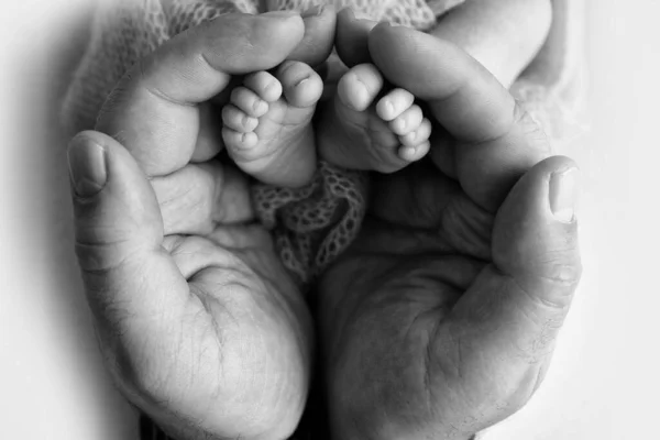 The palms of the father, the mother are holding the foot of the newborn baby. Feet of the newborn on the palms of the parents. Studio photography of a childs toes, heels and feet. Black white. — Stock Photo, Image