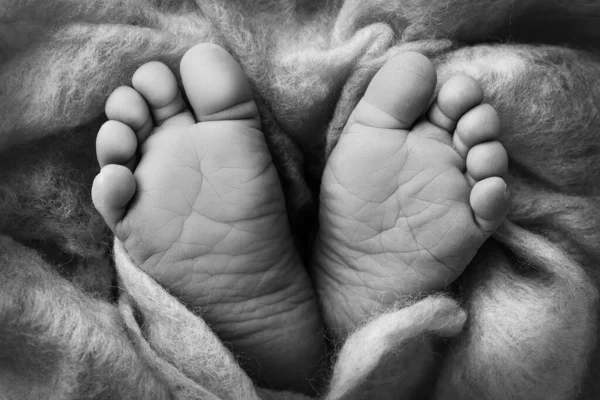 El pequeño pie de un recién nacido. Los pies suaves de un recién nacido en una manta de lana. Primer plano de los dedos de los pies, tacones y pies de un bebé recién nacido. Estudio Macro fotografía. Foto en blanco y negro. —  Fotos de Stock