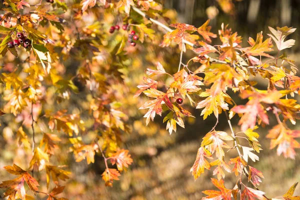 붉은 녹색의 일본 단풍나무는 가을에 햇빛을 받아 가지를 칩니다. 푸른 하늘을 배경으로 나무에 있는 노란 붉은 나뭇잎들. — 스톡 사진