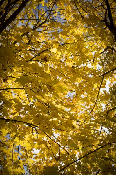 붉은 녹색의 일본 단풍나무는 가을에 햇빛을 받아 가지를 칩니다. 푸른 하늘을 배경으로 나무에 있는 노란 붉은 나뭇잎들. — 스톡 사진