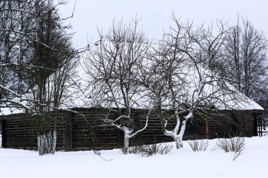 Rus kışı manzarası. Karla kaplı elma ağaçları. Eski ahşap bir kulübe, sazdan çatılı ahşap bir ev. Karla kaplı terk edilmiş bir Rus köyü. Ahşap çitli ahşap bir ahır..