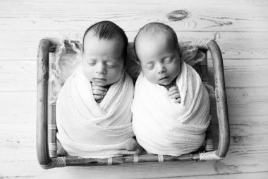 Tiny newborn twin boys in a wooden basket with bear toys. A newborn twins boy sleeps next to his brother. Professional black and white studio portrait photography. Against a background of light wood.