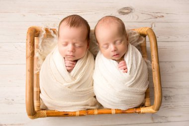 Tiny newborn twin boys in white cocoons in a wooden basket with bear toys. A newborn twins boy sleeps next to his brother. Professional studio portrait photography. Against a background of light wood.