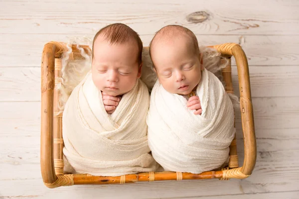 Tiny newborn twin boys in white cocoons in a wooden basket with bear toys. A newborn twins boy sleeps next to his brother. Professional studio portrait photography. Against a background of light wood.