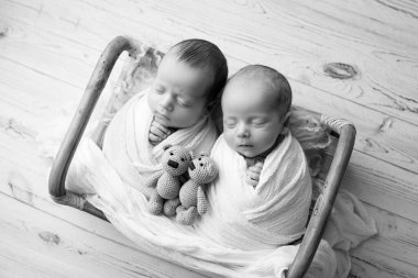 Tiny newborn twin boys in a wooden basket with bear toys. A newborn twins boy sleeps next to his brother. Professional black and white studio portrait photography. Against a background of light wood.