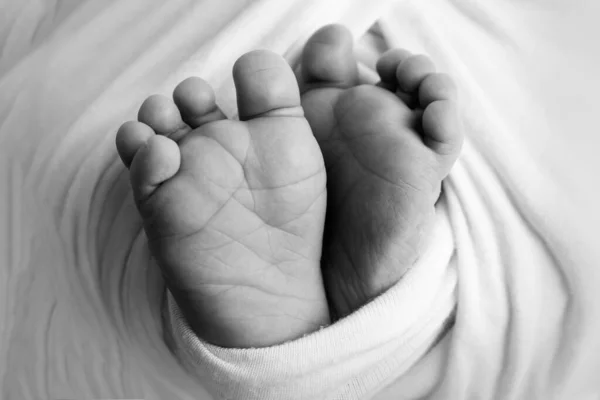 Tiny, cute, bare feet of a little newborn baby girl or boy, two weeks old wrapped in a soft and cozy blanket. Professional studio macro photography of a newborn. Fingers, feet, heels. Black and white