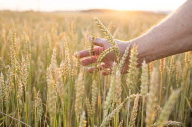 Fields of wheat, rye. Fresh young unripe juicy spikelets of wheat, rye close-up. Oats, rye, barley, summer harvest close-up. The problem of world food security.