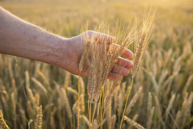 Fields of wheat, rye. Fresh young unripe juicy spikelets of wheat, rye close-up. Oats, rye, barley, summer harvest close-up. The problem of world food security.