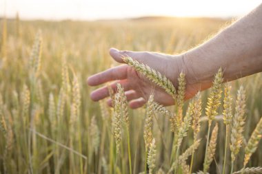 Fields of wheat, rye. Fresh young unripe juicy spikelets of wheat, rye close-up. Oats, rye, barley, summer harvest close-up. The problem of world food security.