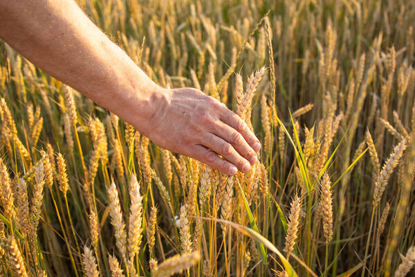 Fields of wheat, rye. Fresh young unripe juicy spikelets of wheat, rye close-up. Oats, rye, barley, summer harvest close-up. The problem of world food security.
