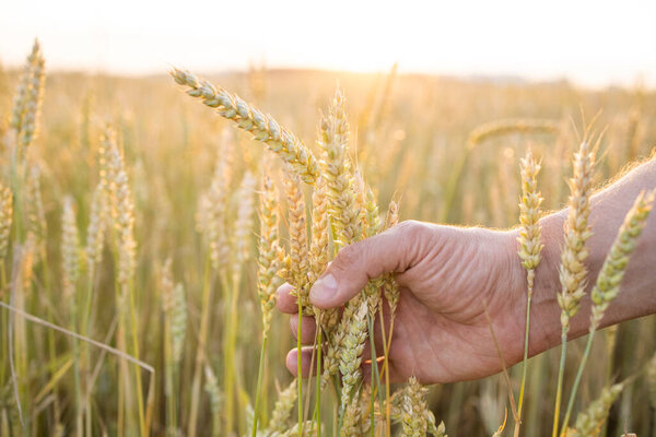 Fields of wheat, rye. Fresh young unripe juicy spikelets of wheat, rye close-up. Oats, rye, barley, summer harvest close-up. The problem of world food security.