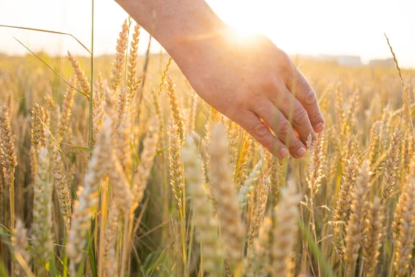 Fields of wheat, rye. Fresh young unripe juicy spikelets of wheat, rye close-up. Oats, rye, barley, summer harvest close-up. The problem of world food security.