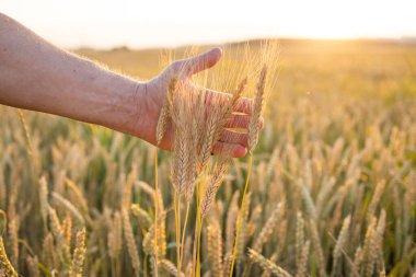 Fields of wheat, rye. Fresh young unripe juicy spikelets of wheat, rye close-up. Oats, rye, barley, summer harvest close-up. The problem of world food security.