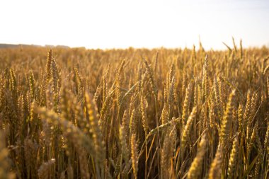 Fields of wheat, rye. Fresh young unripe juicy spikelets of wheat, rye close-up. Oats, rye, barley, summer harvest close-up. The problem of world food security.