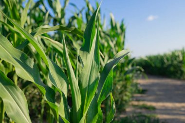 Green corn field. Agricultural landscape. The problem of the global food crisis.
