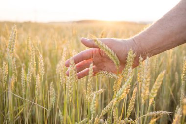 Fields of wheat, rye. Fresh young unripe juicy spikelets of wheat, rye close-up. Oats, rye, barley, summer harvest close-up. The problem of world food security.