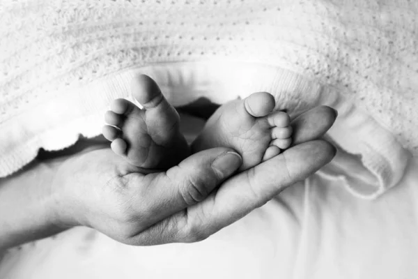 Childrens legs in the hands of mother, father, parents. Feet of a tiny newborn close up. Mom and her child. Happy family concept. Beautiful concept image of motherhood stock photo.