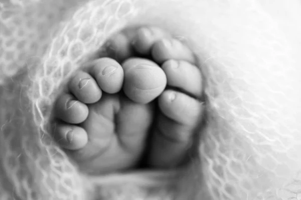 Soft feet of a newborn in a woolen blanket Close-up of toes, heels and feet of a baby.The tiny foot of a newborn. Baby feet covered with isolated background. Black and white studio macro photography