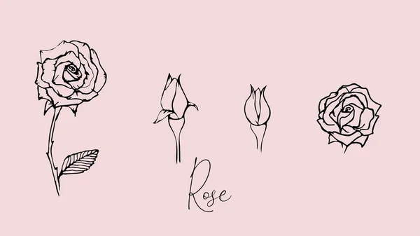 Çizimi Gül Çiçeği Yapraklar Desenler Kartpostallar Daha Fazlası Için Vektör — Stok Vektör