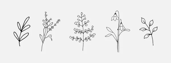 手绘植物花和叶子 为婚礼装饰 社交媒体等手工素描的矢量复古元素 — 图库矢量图片