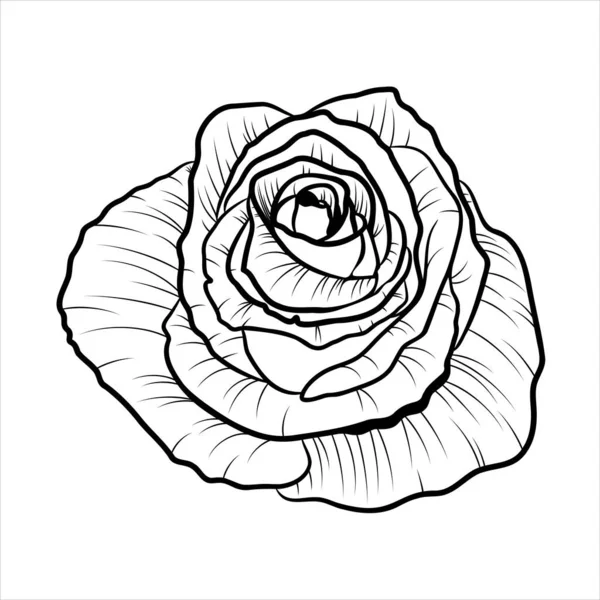 Handgezeichnete Schwarze Rose Isoliert Auf Weißem Hintergrund Umriss Blühende Blume — Stockvektor