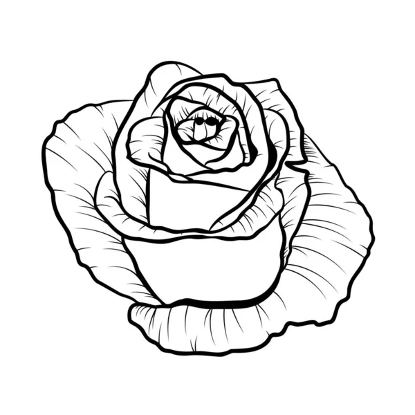 Rose Noire Dessinée Main Isolée Sur Fond Blanc Fleurir Contour — Image vectorielle