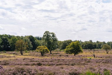 Hollanda 'da fundalığı olan Bussumerheide doğa bölgesi