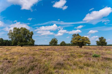 Hollanda 'da fundalığı olan Bussumerheide doğa bölgesi