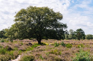 Hollanda 'da fundalığı olan Bussumerheide doğa bölgesi