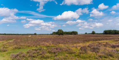 Hollanda 'da fundalığı olan Bussumerheide doğa bölgesi