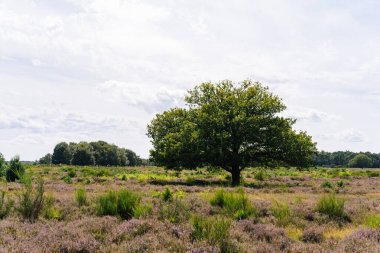 Hollanda 'da fundalığı olan Bussumerheide doğa bölgesi