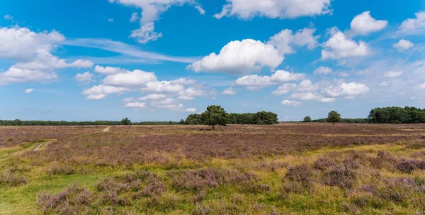 Hollanda 'da fundalığı olan Bussumerheide doğa bölgesi