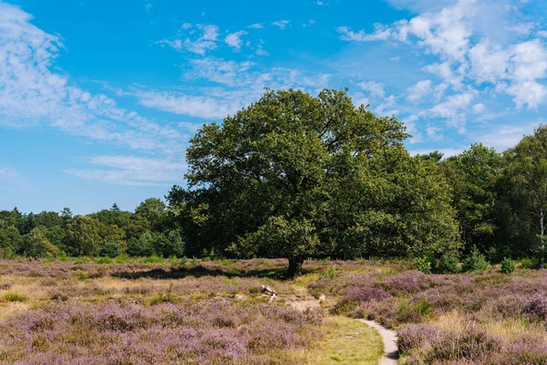 Hollanda 'da fundalığı olan Bussumerheide doğa bölgesi