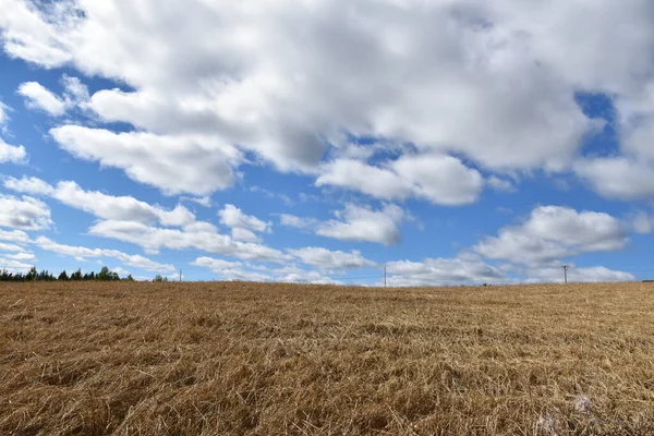 Mavi Gökyüzünün Altında Bir Yulaf Tarlası Sainte Apolline Quebec Kanada — Stok fotoğraf