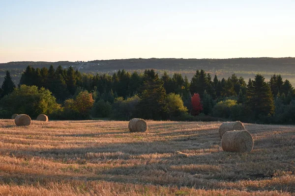 Hasattan sonra sonbaharda bir tarla, Sainte-Apolline, Quebec, Kanada